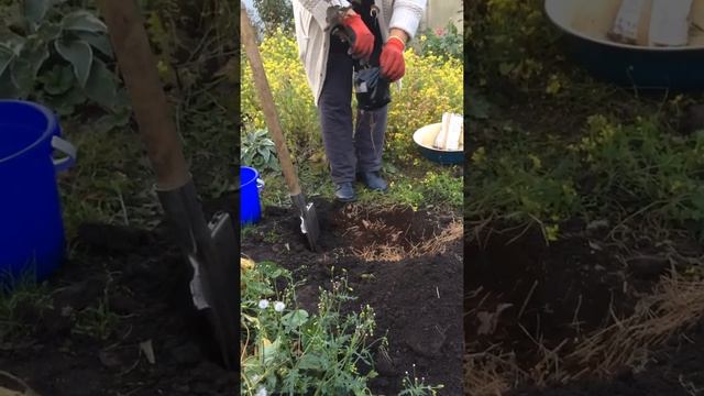 Грибной урожай