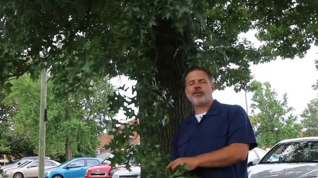 Pin oak (Quercus palustris) - Plant Identification смотреть онлайн