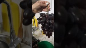 Виноград находка Калугина