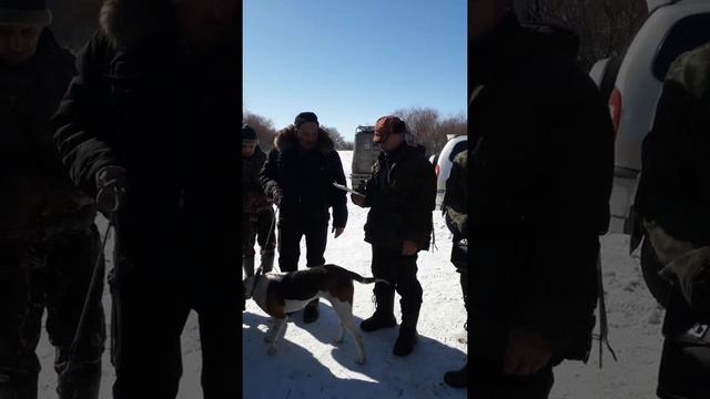 Состязания охотничьих собак Михайловский р-он Волгоградской обл. смотреть онлайн