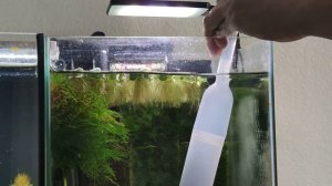 Делаем подмену в аквариуме с креветками. Всё, что нужно знать о подмене воды.