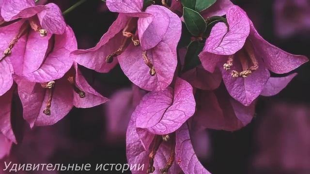 Внучка дворника пошла под венец с миллиардером. Но она застыла на месте, услышав разговор жениха... смотреть онлайн