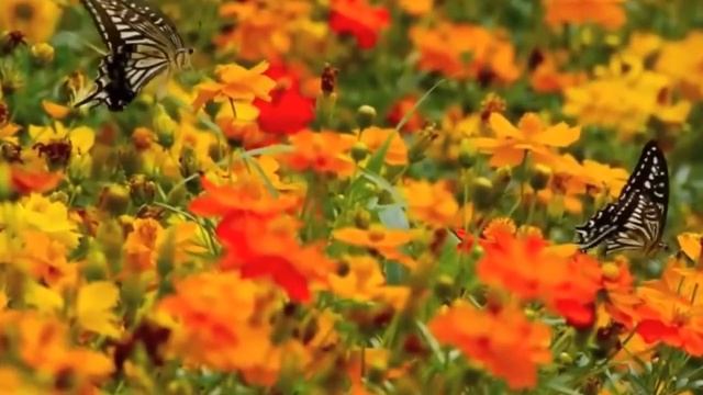 Читаю стихи. Лето. смотреть онлайн