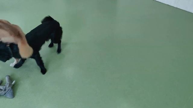 Dog Couple's Play (Dahuang & Rambo) смотреть онлайн