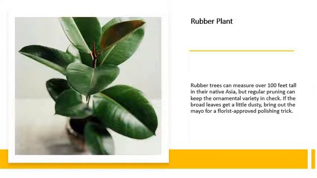 Best Indoor House plant which are easy to grow and care смотреть онлайн