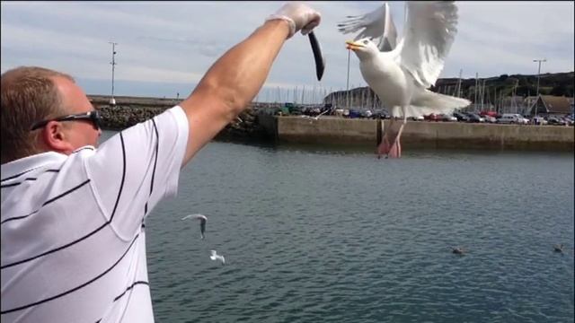 Albatrosses and seals in HOWTH === Альбатросы и Морские Котики в Хофте === August 2013