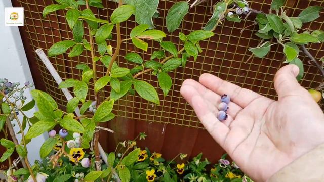 Early August Small Space Edible & Flower Garden Tour UK & Harvesting summer veggies and fruit смотреть онлайн