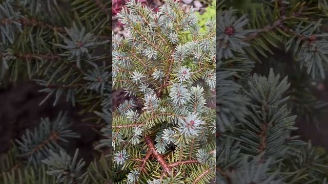 ЕЛЬ ЧЁРНАЯ “MARIANA NANA” смотреть онлайн