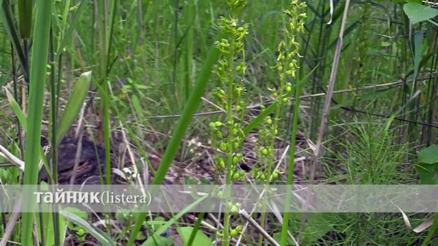 тайник, орхидея смотреть онлайн