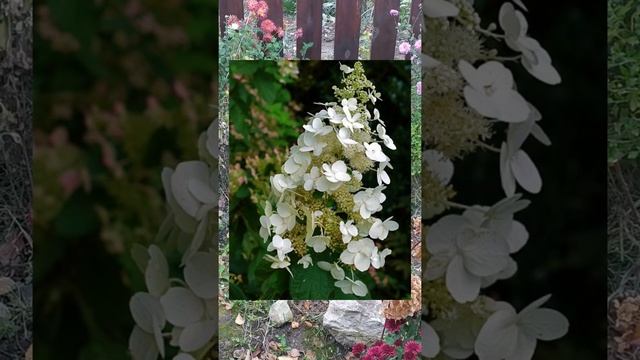 Моя коллекция гортензий,обзор. Более 30 сортов с названиями и фото!!! смотреть онлайн