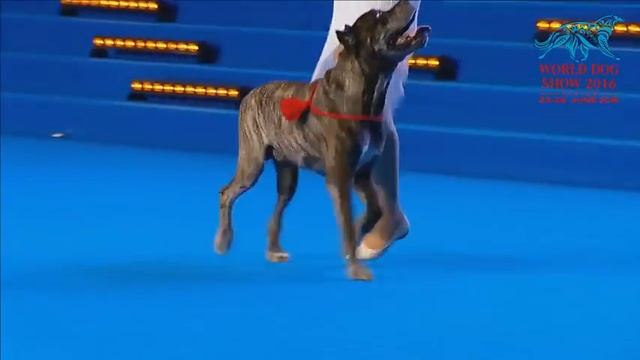 FCI Dog dance World Championship 2016 –Heelwork to music final - Rubleva Natalia and Rein (Russia) смотреть онлайн