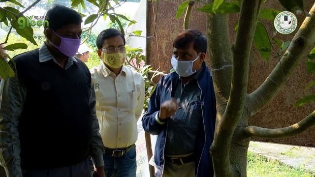 अधिक फलन के लिए आम के बागों की कटाई-छटाई ||Cutting-Purning of Mango Plant ||Mango Orchard Managemen смотреть онлайн
