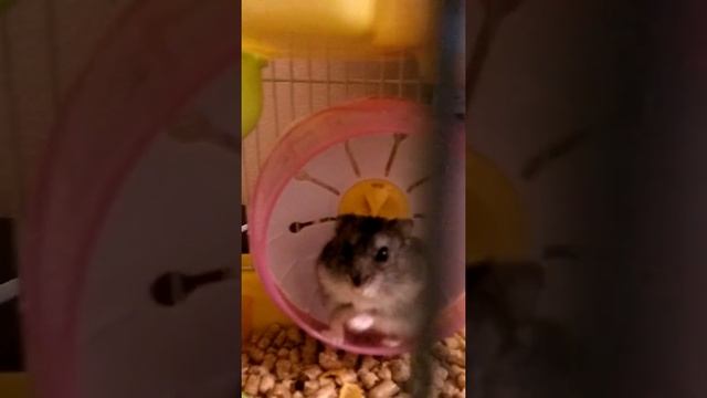 хомяк крутится в колесе смотреть онлайн