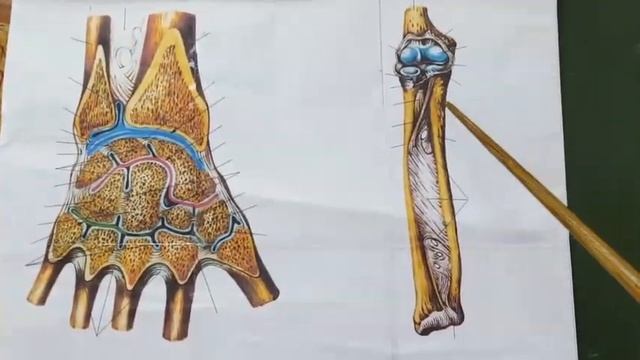 КЛАССИФИКАЦИЯ СОЕДИНЕНИЙ КОСТЕЙ КИСТИ смотреть онлайн