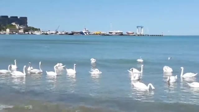 БЕЛЫЕ ЛЕБЕДИ В ЧЁРНОМ МОРЕ! смотреть онлайн