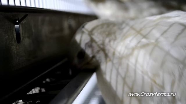 Клетка для перепелов на 300 голов "Профессионал+" от CrazyFerma смотреть онлайн