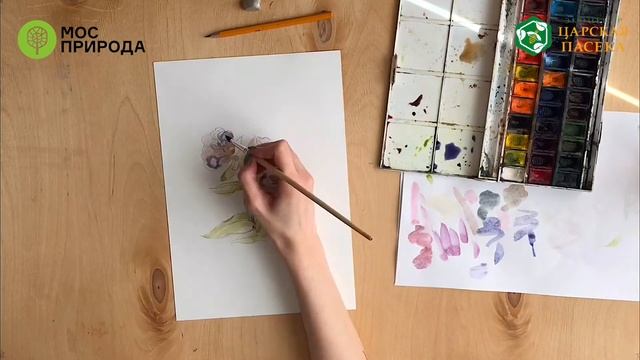 Мастер-класс: рисуем «растение-светофор» - медуница неясная смотреть онлайн