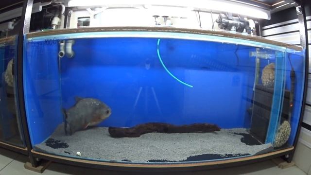 пиранья ест кукурузу смотреть онлайн