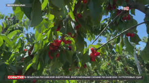 Мясистая и сочная: в Крыму открылся сезон сбора черешни / События на ТВЦ