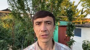 Подкормка и полив плодовых деревьев летом. Как правильно поливать и подкармливать деревья в саду.