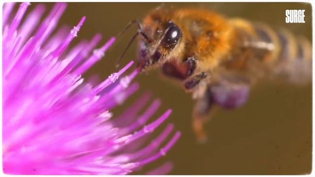 Почему МЁД не веганский продукт