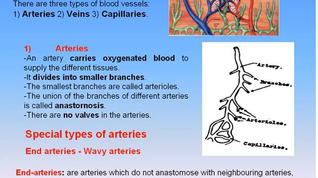 11-Cardio-Vascular System_2-Arteries (Anatomy Intro Dr Ahmed Kamal) смотреть онлайн