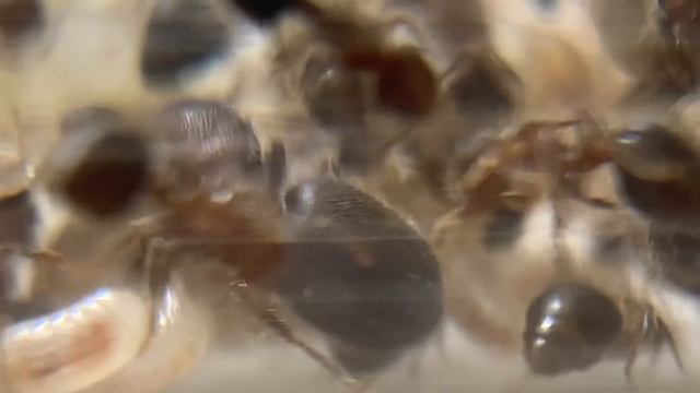 У биколоров (meranoplus Bicolor) появились самцы!!!