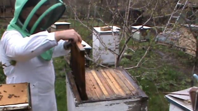 Первое расширение гнезда пчел на пасеке Енговатова Владимира. Улей №6. 26. 00 смотреть онлайн