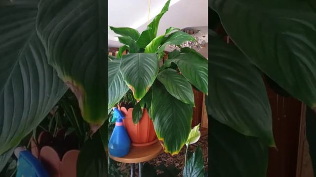 #цветы в моём доме# смотреть онлайн