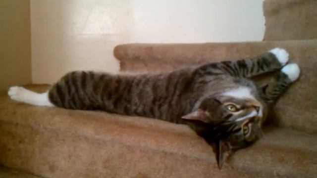 A rare glimpse of Felis domesticus caught on tape. смотреть онлайн