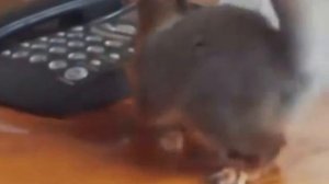 Домашние белки или как держать белку дома