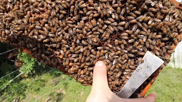 ?STOP Swarming when you have Capped Queen Cells!! смотреть онлайн