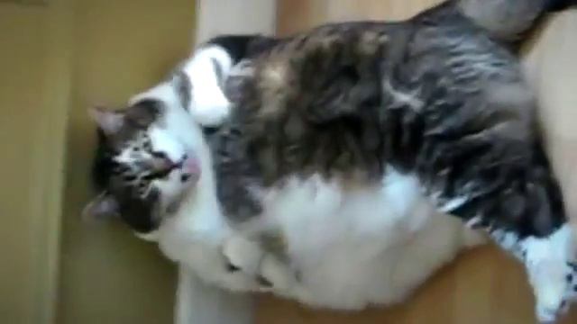 Пальма добра The palm of good) ThisIsHorosho смотреть онлайн