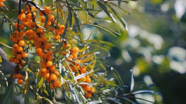 25 сентября-Артамон Змеевик:Что нельзя делать/Приметы и обычаи/Народный календарь/Обычаи и ритуалы смотреть онлайн