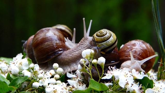 mantra brings great luck and wealth. мантра приносит огромную удачу и богатство смотреть онлайн