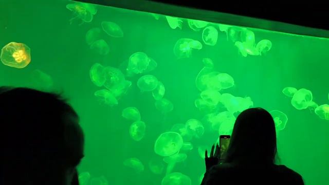 океанариум спб 4 смотреть онлайн