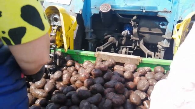 Садим картошку двухрядной сажалкой. смотреть онлайн