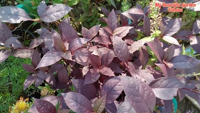 Terrace Garden Overview || Sunday Update || 560 गमले में लगे पौधों का गार्डन टूर смотреть онлайн
