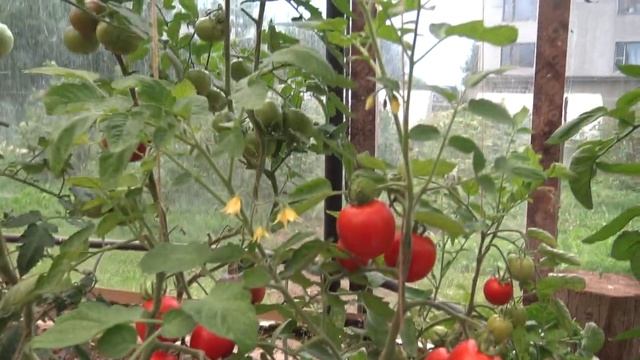 Томат Солероссо F1 смотреть онлайн