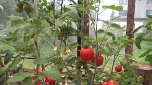 Томат Солероссо F1