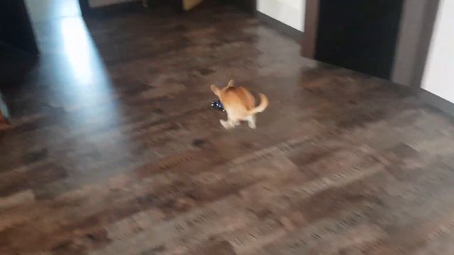 Чихуахуа продолжает одолевать формулу 1 смотреть онлайн