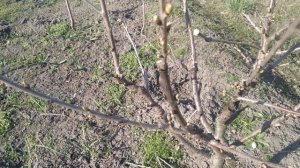 Формирующая обрезка черешни(весна)