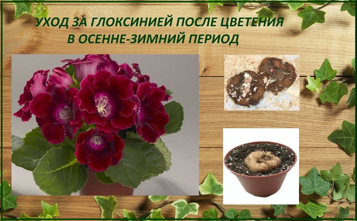 Глоксинии, уход за глоксинией после цветения в осенне-зимний период, как сохранить клубни смотреть онлайн
