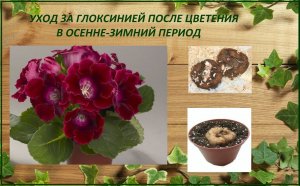 Глоксинии, уход за глоксинией после цветения в осенне-зимний период, как сохранить клубни