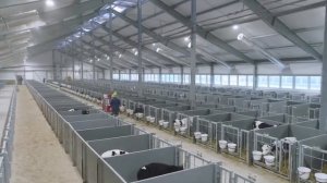 современный животноводческий комплекс