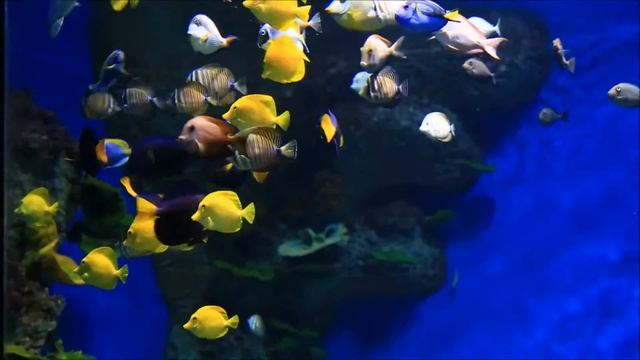 Интересные факты - Коралловые рыбки смотреть онлайн