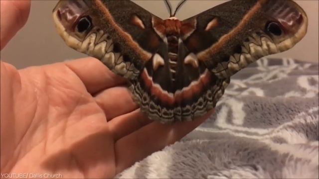 40 Biggest And Most Unique Pets People Actually Own