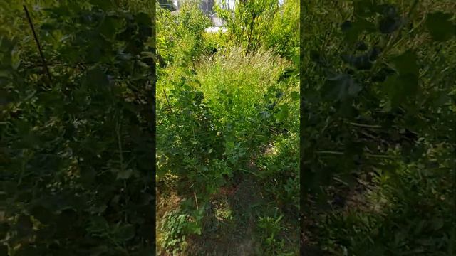 2023 Garden Update May 29th смотреть онлайн
