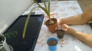 Индийский лук. Экзотика дома.