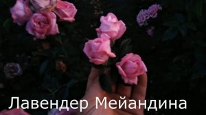 Низкорослые розы! Вспоминая лето!